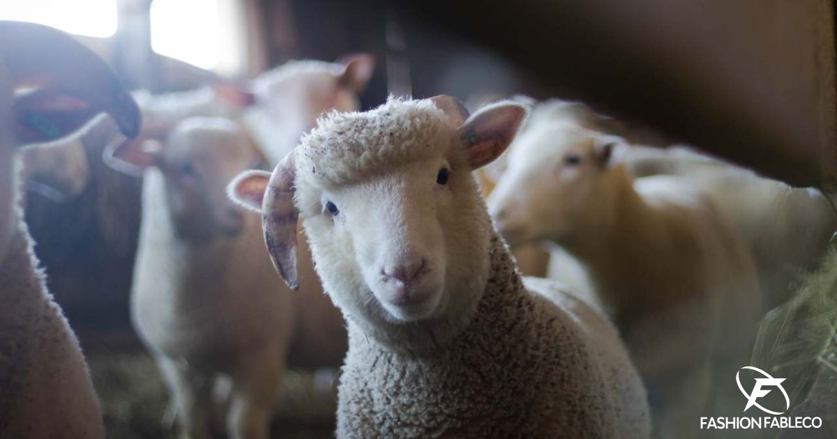 Animal Welfare and Material Sourcing